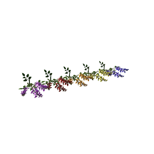 Flower_Erythrina crista-galli